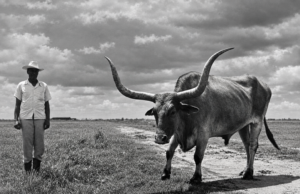 The Original Longhorns… An Icon on the Edge