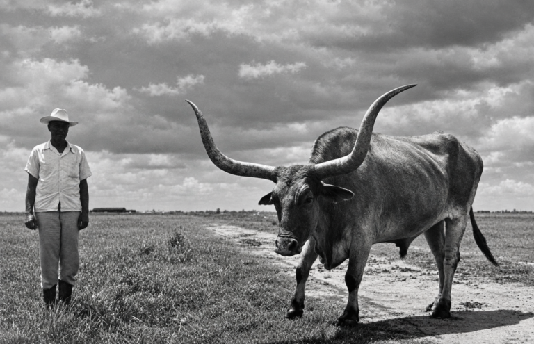The Original Longhorns… An Icon on the Edge